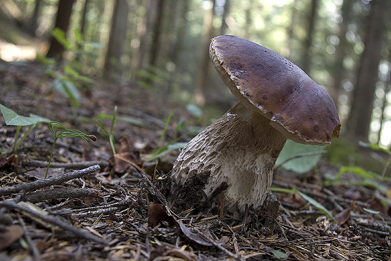 Boletus aestivalis